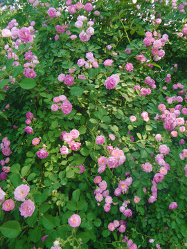 薔薇花