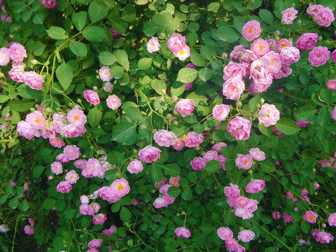 薔薇花