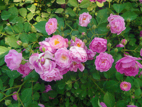 薔薇花