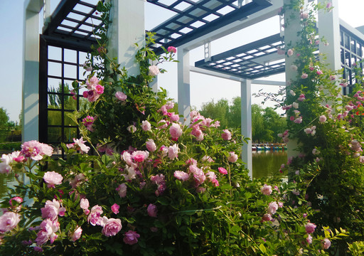 薔薇與建筑