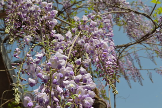 紫藤花