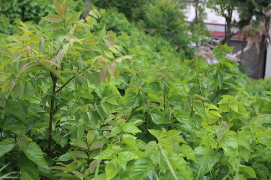 桑樹