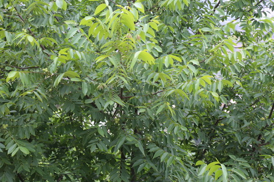 核桃