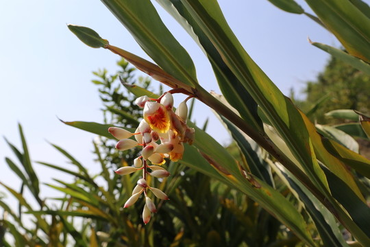 砂仁花
