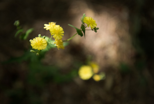 光影下的苦菜花