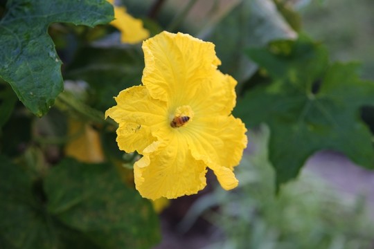 南瓜花