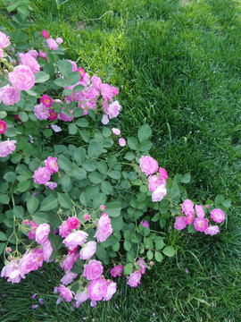 薔薇花 綠草地