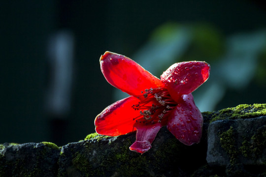 木棉花