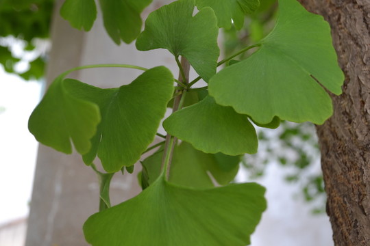 銀杏枝葉 綠枝葉