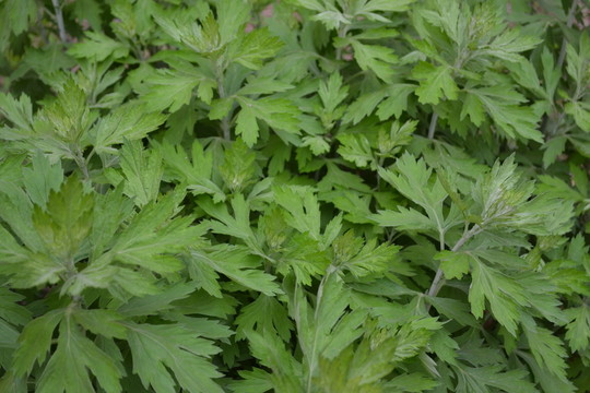 艾草