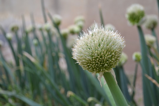 蔥花 球形花