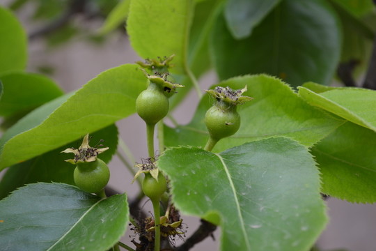 梨 豐水梨 鴨梨 老梨