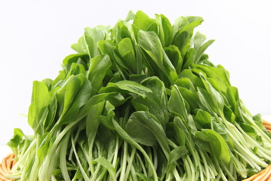 雞毛菜
