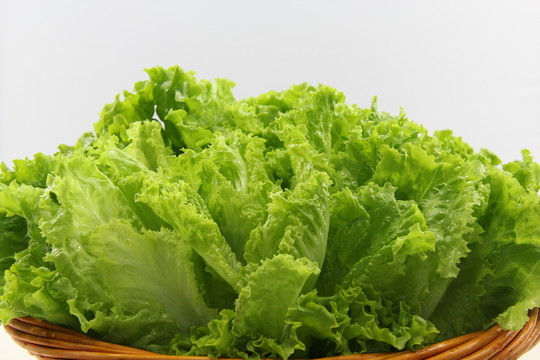 生菜