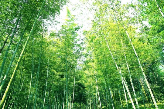 竹林