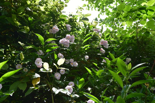 薔薇
