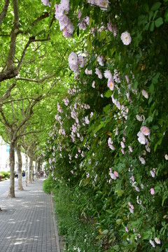 薔薇