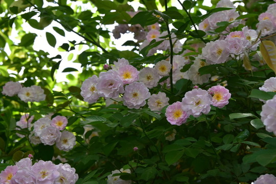 薔薇