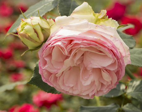 月季 花蕊 特寫 花蕾