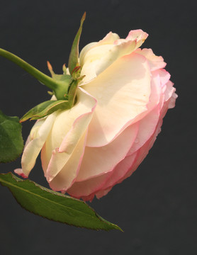 月季 花蕊 特寫 花蕾