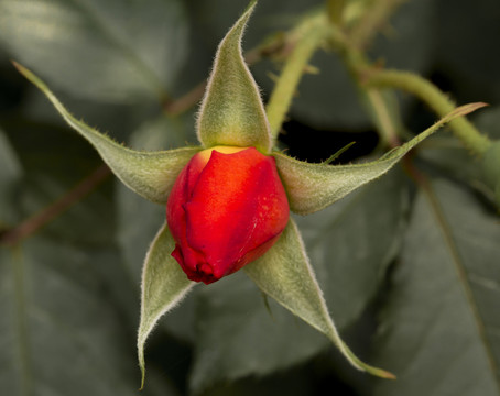 月季 花蕊 特寫 花蕾