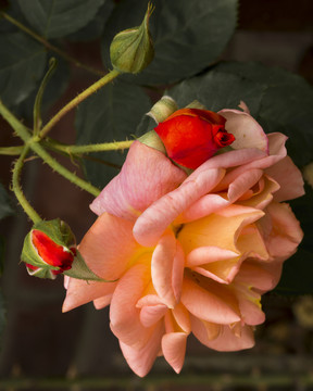 月季 花蕊 特寫 花蕾