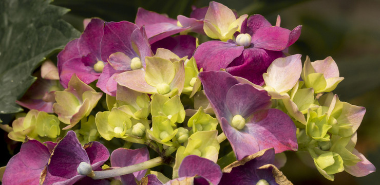 八仙花 繡球花 紫陽花