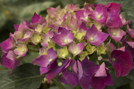 八仙花 繡球花 紫陽花