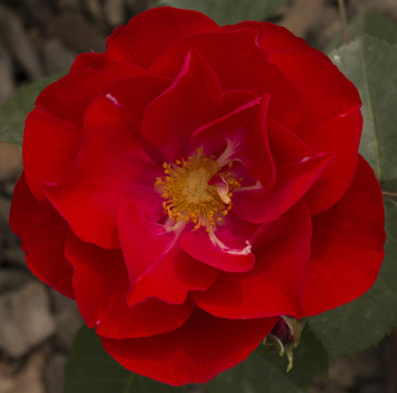 月季 花卉