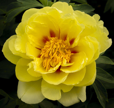 月季 薔薇科