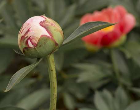 芍藥 特寫 花蕾 毛茛科