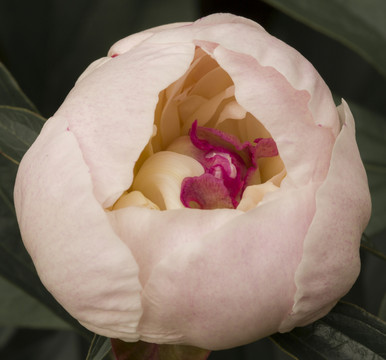月季 特寫 花蕾 薔薇科