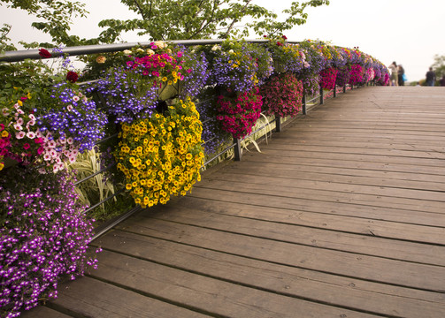 花 花橋 木橋 植物園