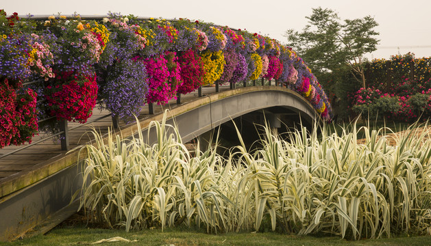 花 花橋 木橋 公園