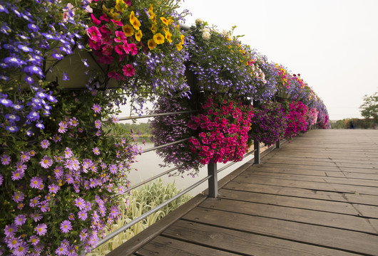 花 花橋 木橋 公園