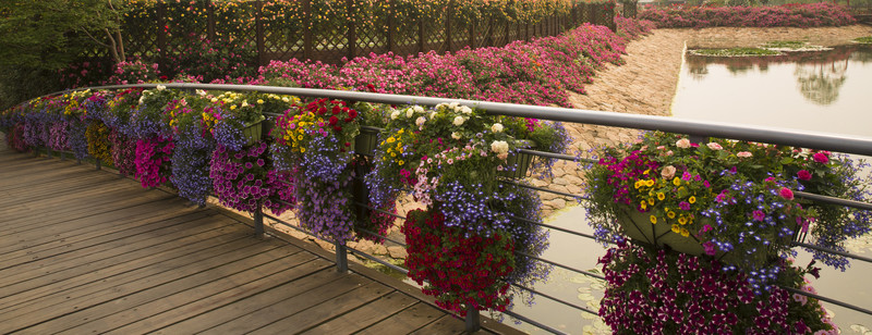 花 花橋 木橋 公園