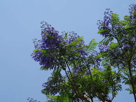 藍(lán)花楹