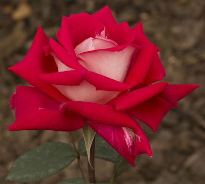 月季 花 特寫 花蕾 薔薇科