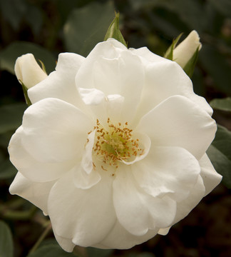 瑪?shù)贍栠_(dá)