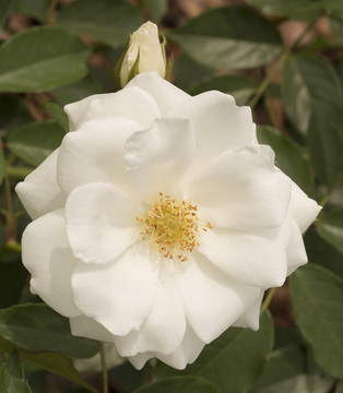 月季 薔薇科 瑪?shù)贍栠_(dá)