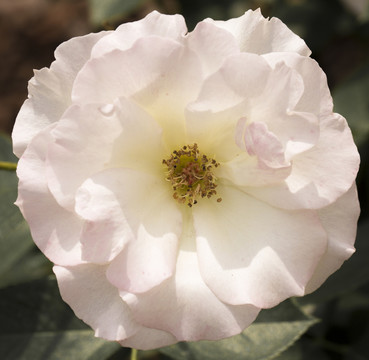 月季 薔薇科 瑪?shù)贍栠_(dá)