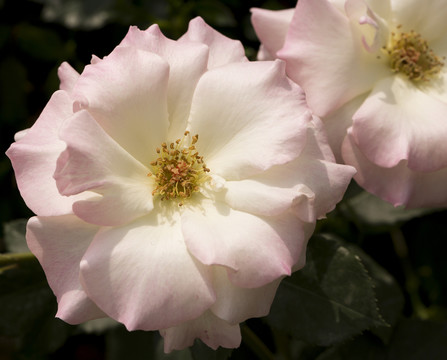 月季 薔薇科 瑪?shù)贍栠_(dá)