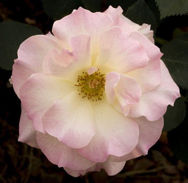 月季 薔薇科 瑪?shù)贍栠_(dá)