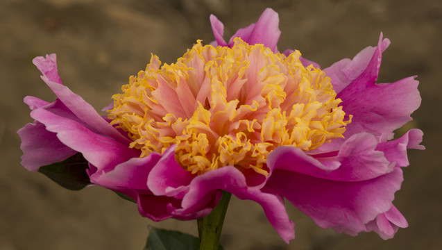 芍藥