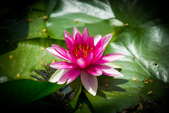 蓮花