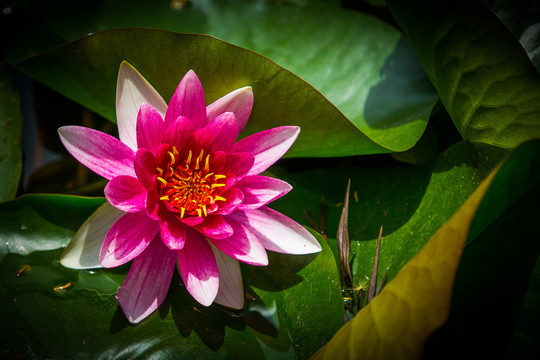 蓮花