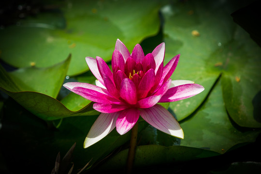 蓮花
