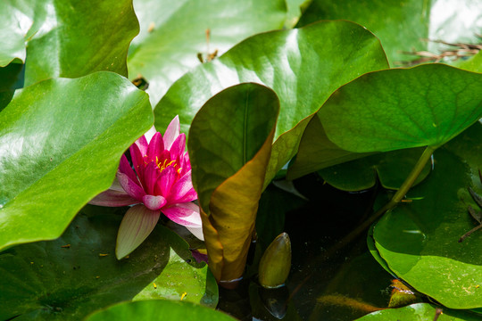 蓮花