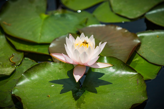 蓮花