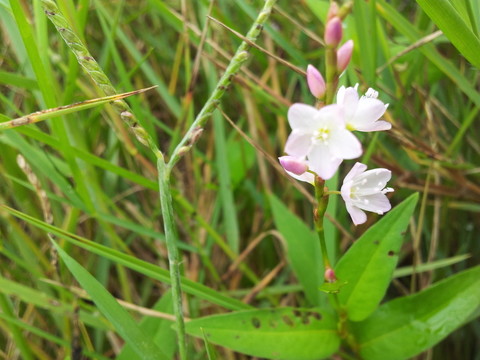 辣椒草花